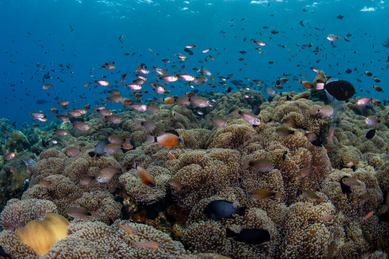 Coral_Garden_2