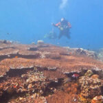 Julah site1