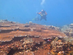 Julah site1